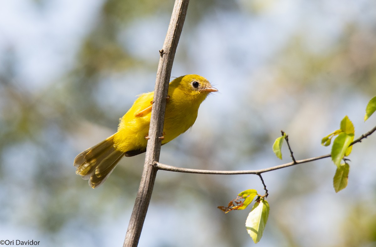 Yellow Flycatcher - Ori Davidor