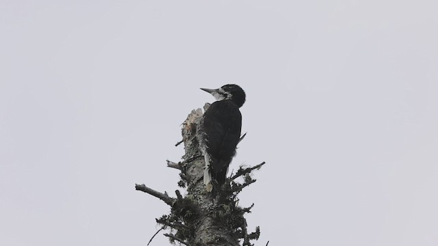 Black-backed Woodpecker - ML366186081