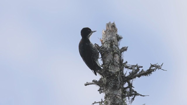 Black-backed Woodpecker - ML366188821