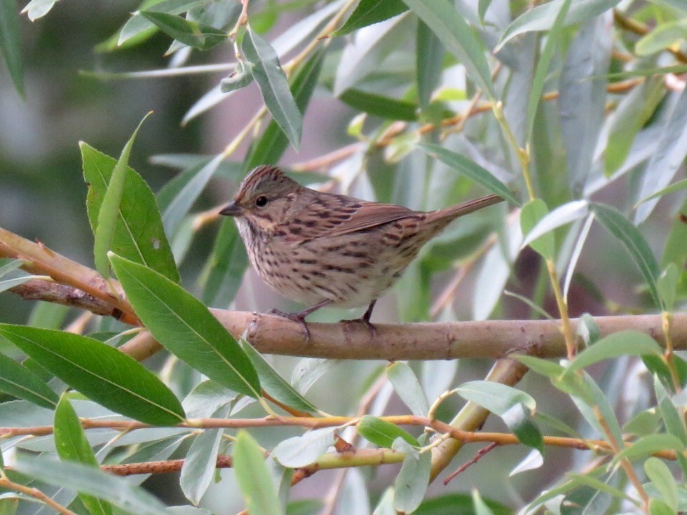 Lincoln's Sparrow - Alec Humann