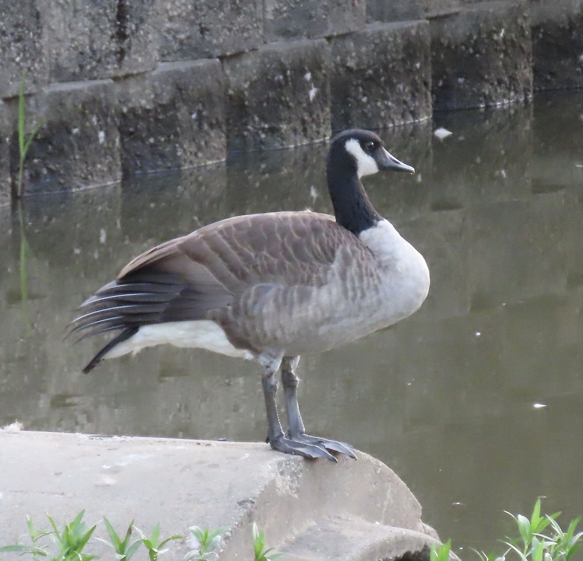 Canada Goose - ML366189491