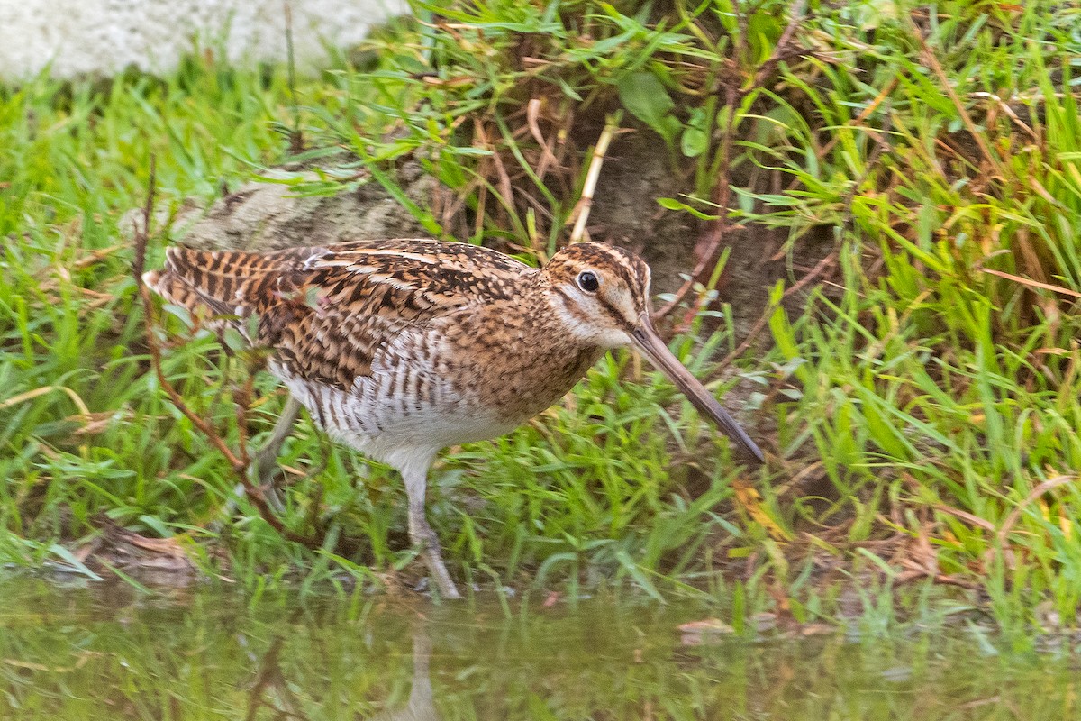 Pin-tailed Snipe - ML366190401