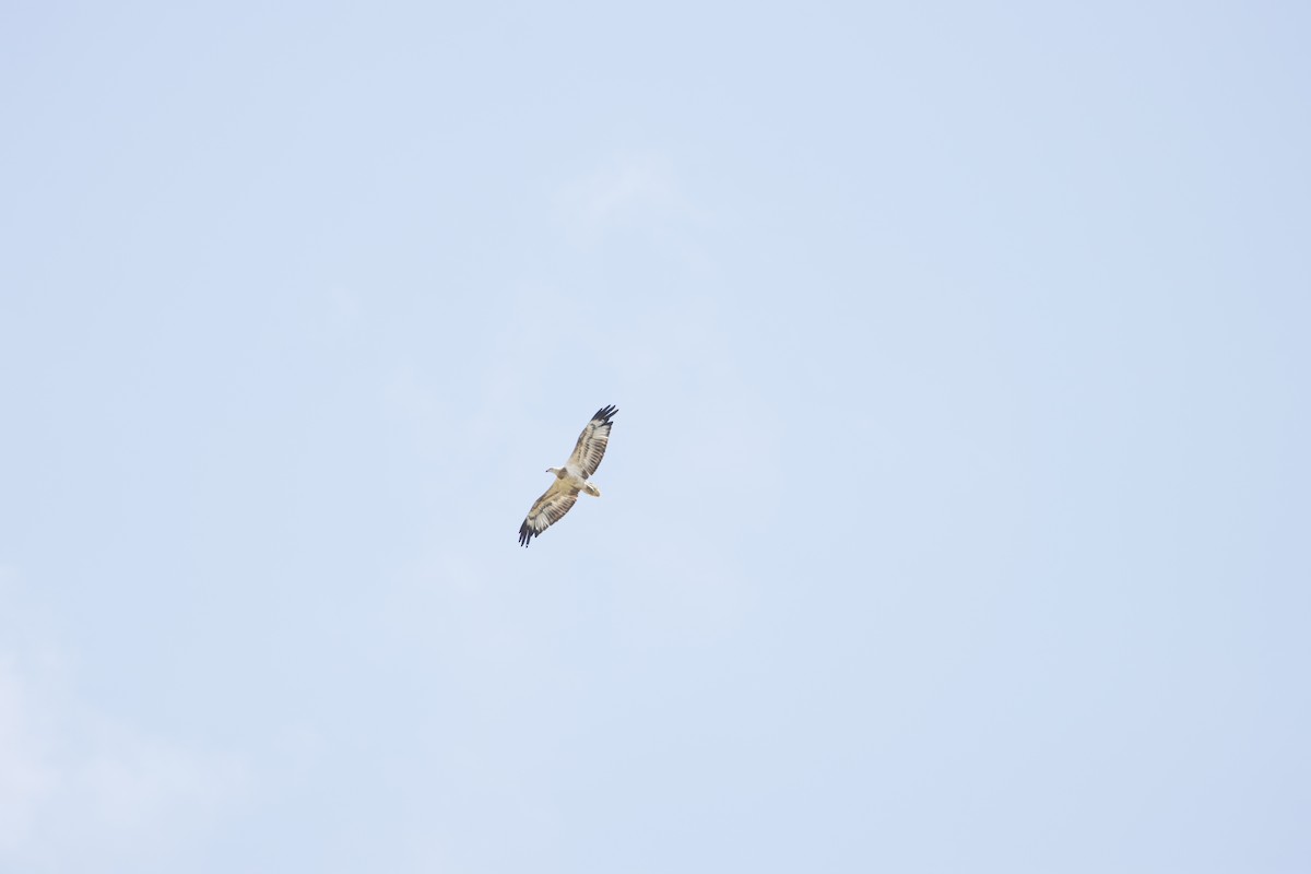 White-bellied Sea-Eagle - ML366190651