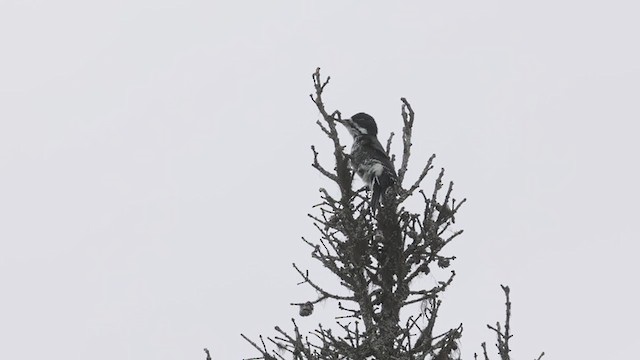 Black-backed Woodpecker - ML366191071