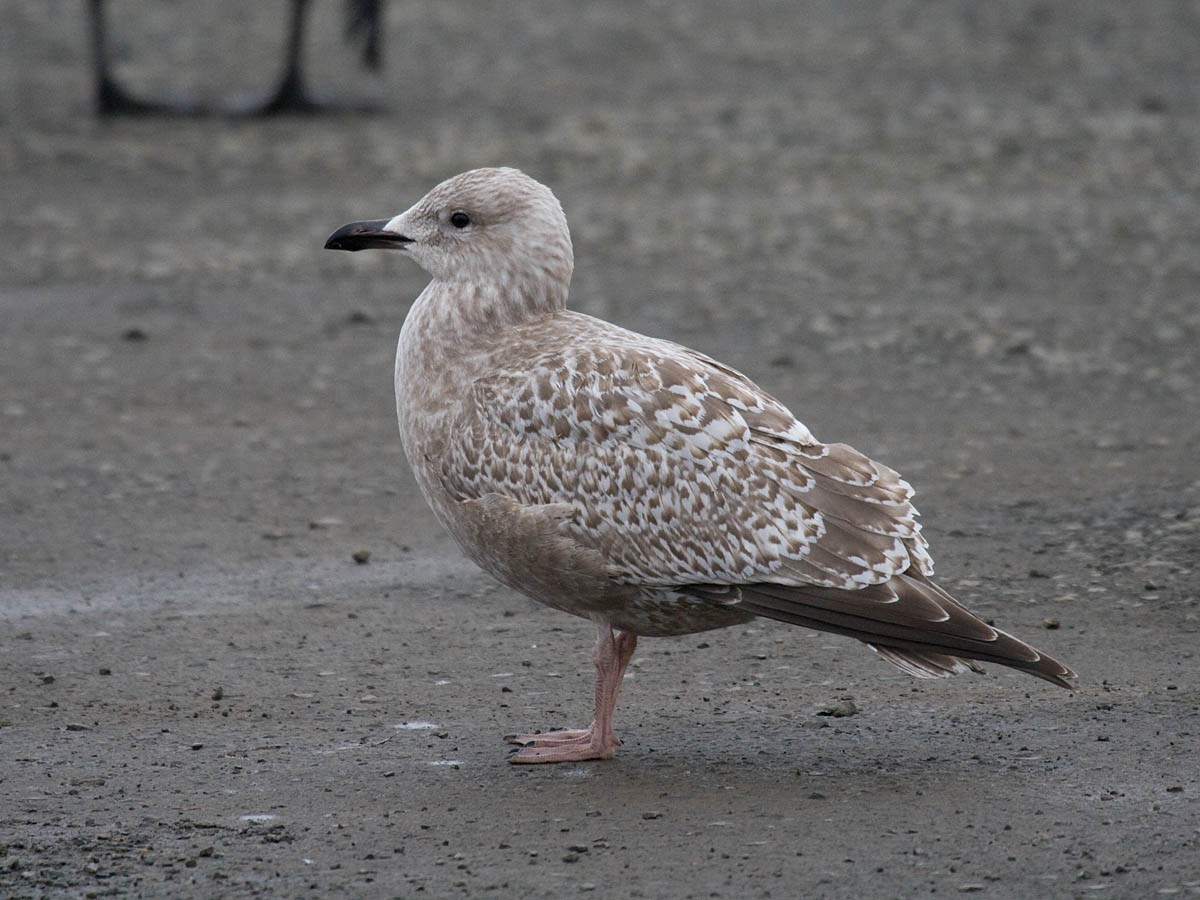 Gaviota Groenlandesa (thayeri) - ML36619111