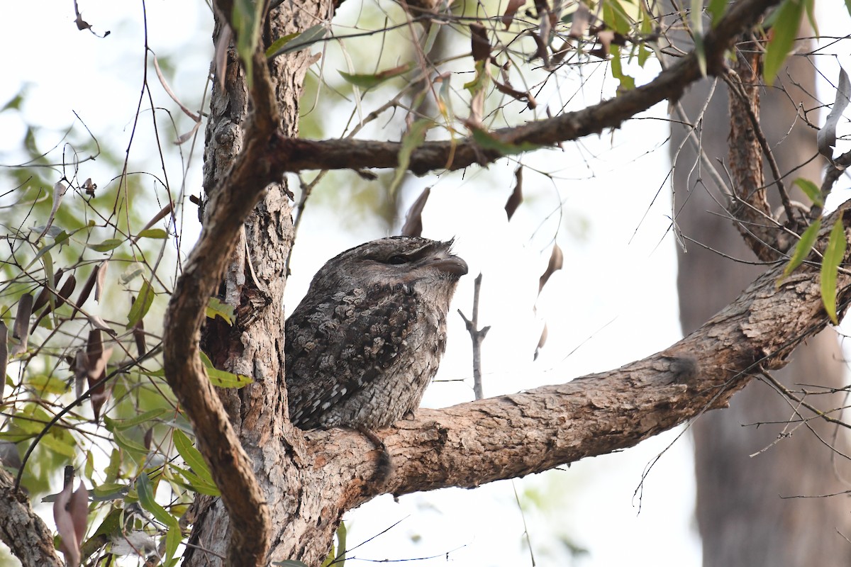 Tawny Frogmouth - Daniel Townend
