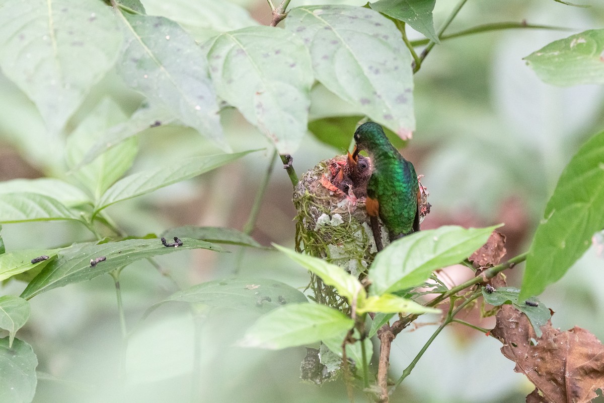 Stripe-tailed Hummingbird - Luis Guillermo