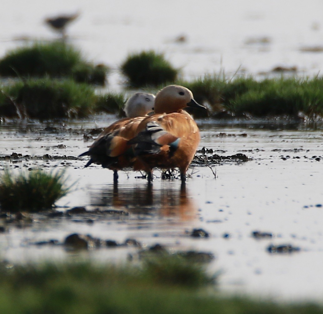Ruddy Shelduck - ML366194201