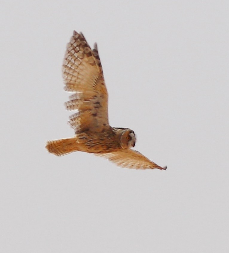Long-eared Owl - ML366194241
