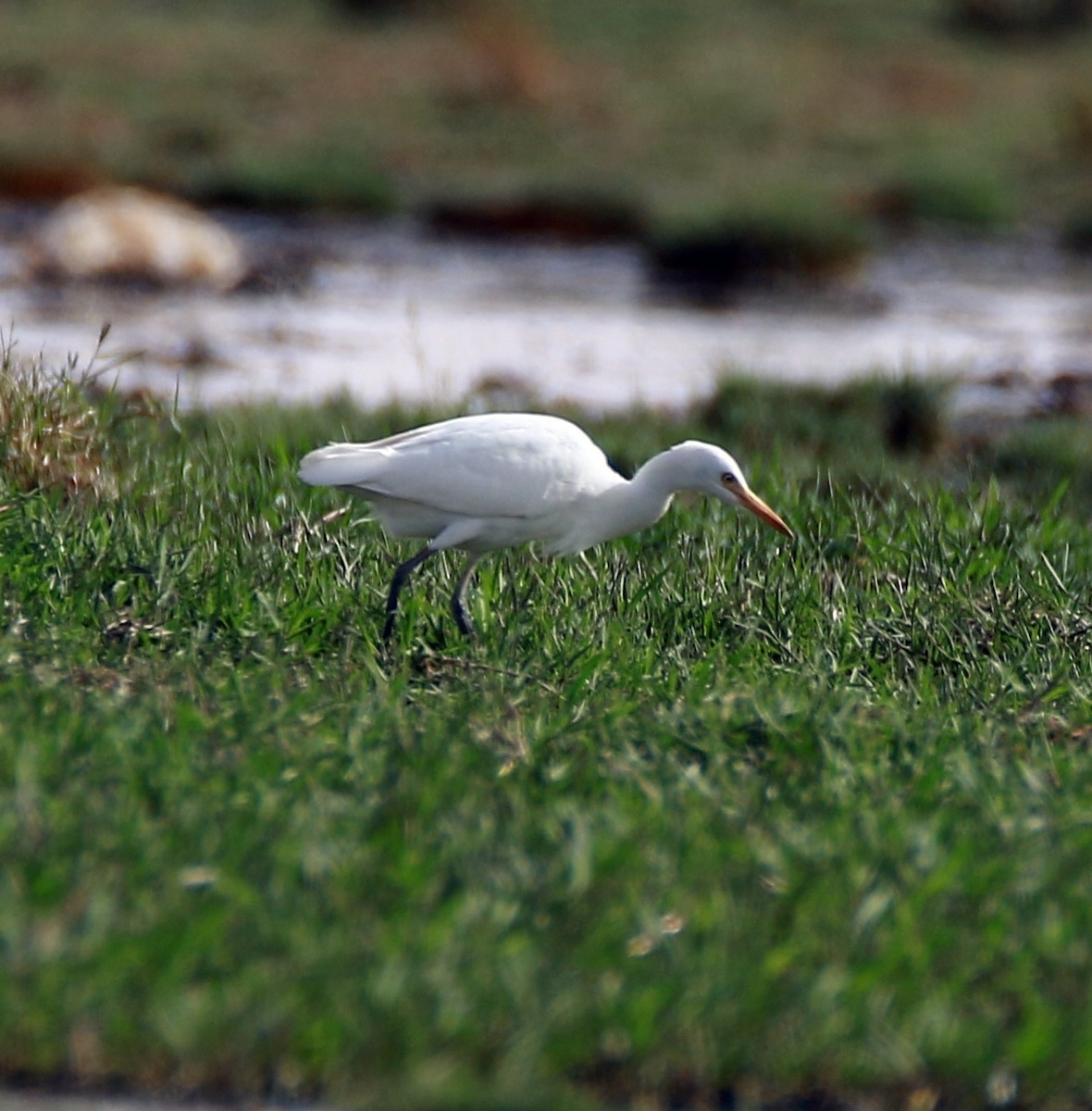 Western Cattle-Egret - ML366194251