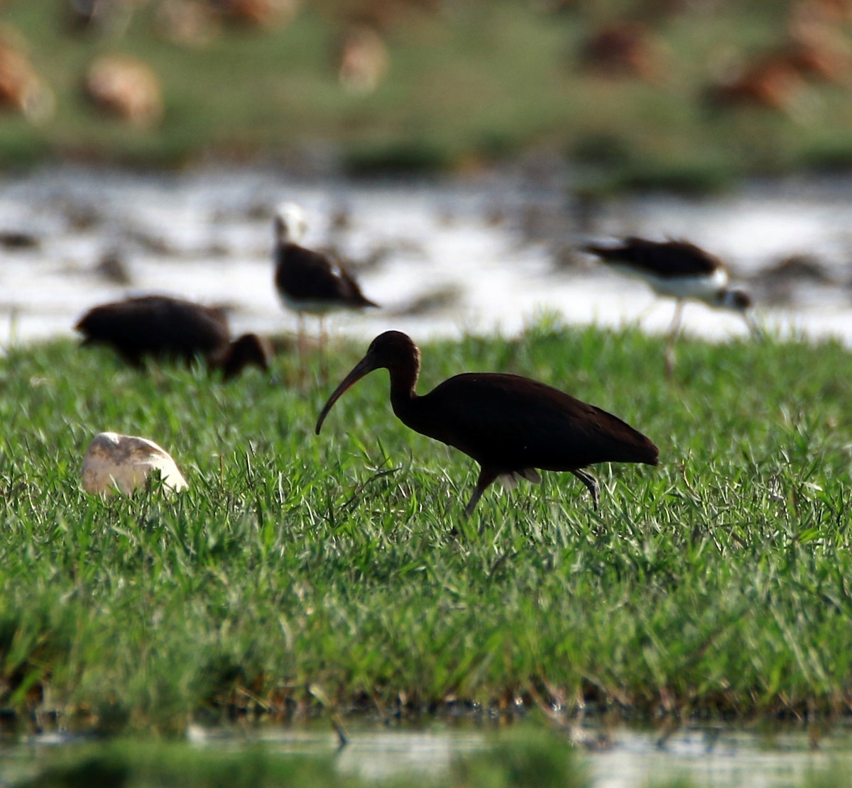 Glossy Ibis - ML366194261