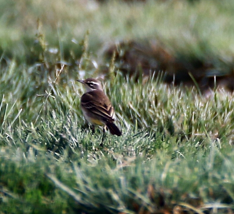Western Yellow Wagtail - ML366194271