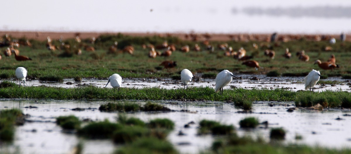 Little Egret - ML366194311