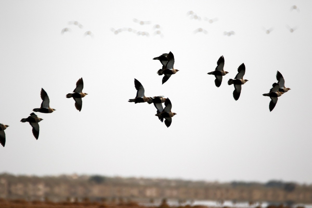 Black-bellied Sandgrouse - ML366194321