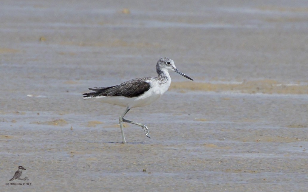 Common Greenshank - Georgina Cole