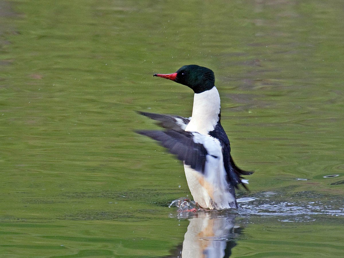 Common Merganser - Greg Gillson