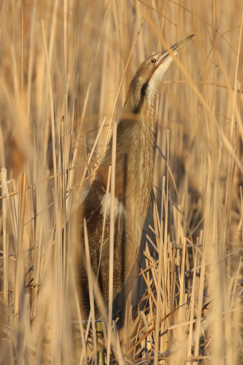 American Bittern - ML366195891