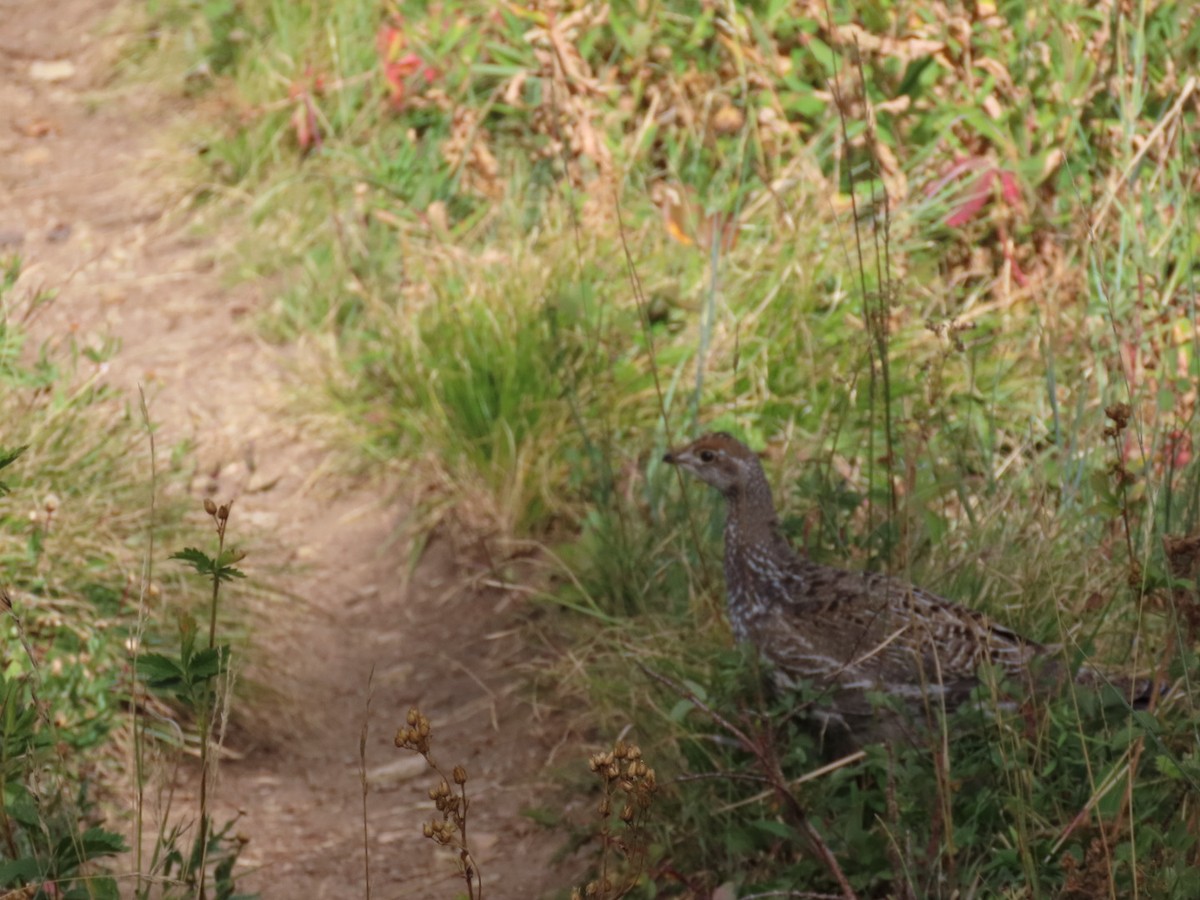 Dusky Grouse - ML366196941