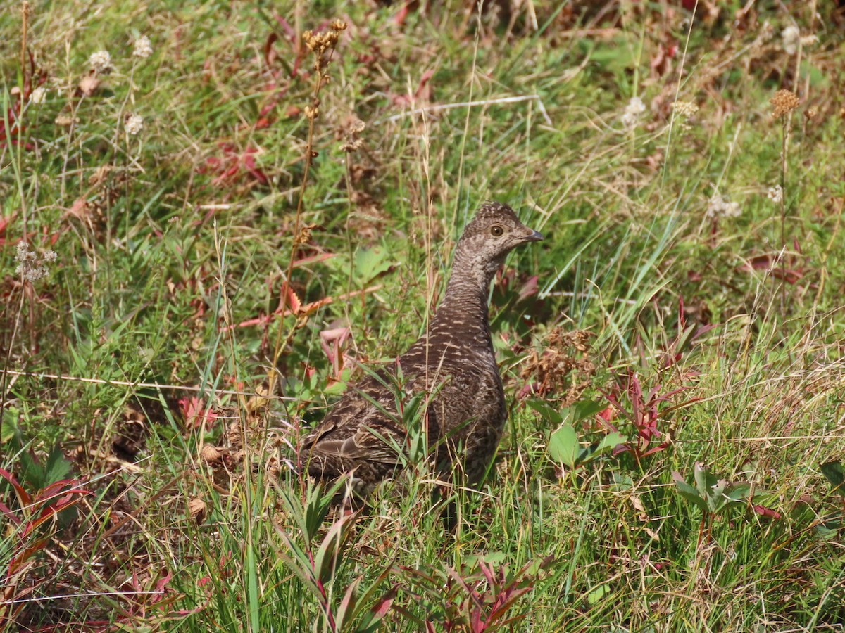 Dusky Grouse - ML366196951