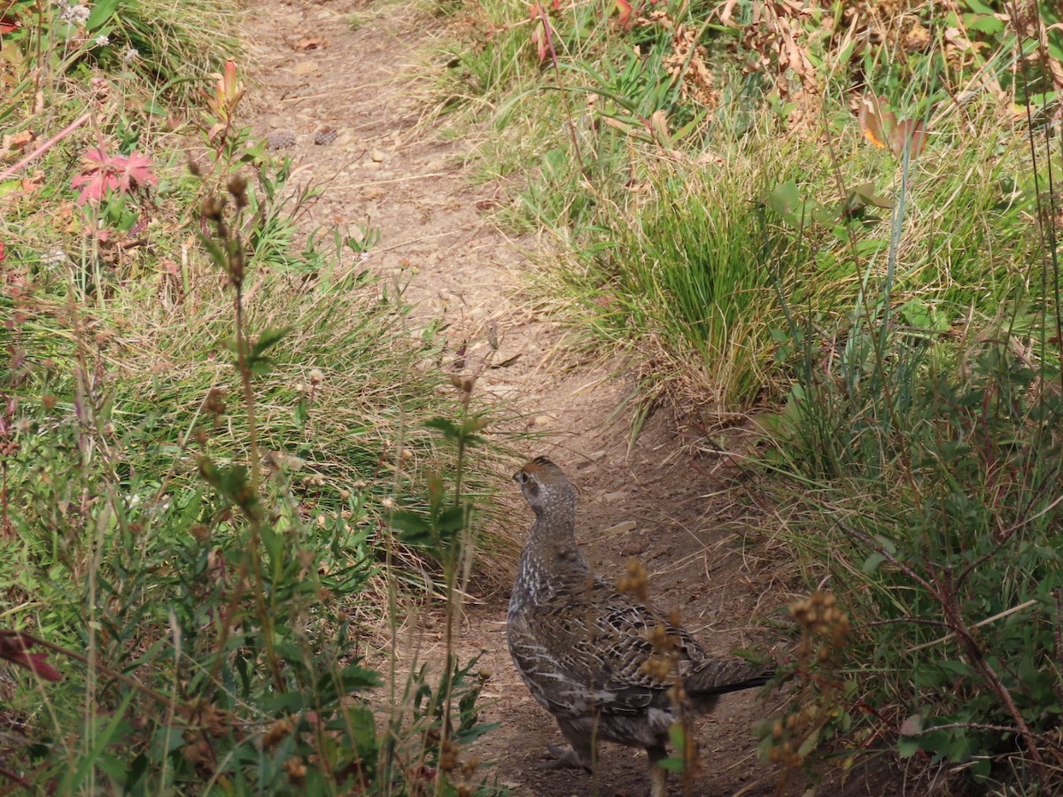 Dusky Grouse - ML366196961