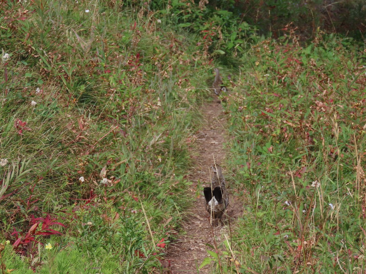 Dusky Grouse - Abra Welch