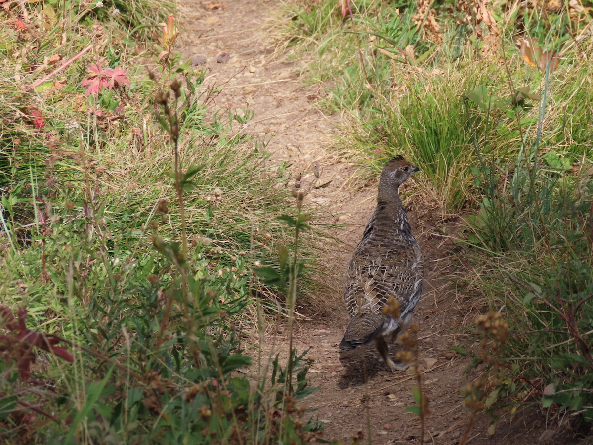 Dusky Grouse - ML366196981