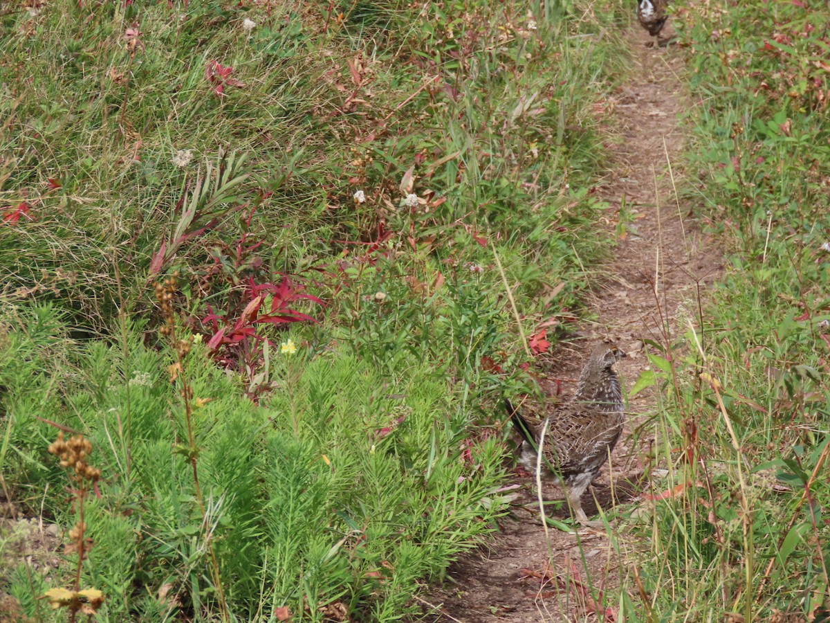 Dusky Grouse - ML366196991