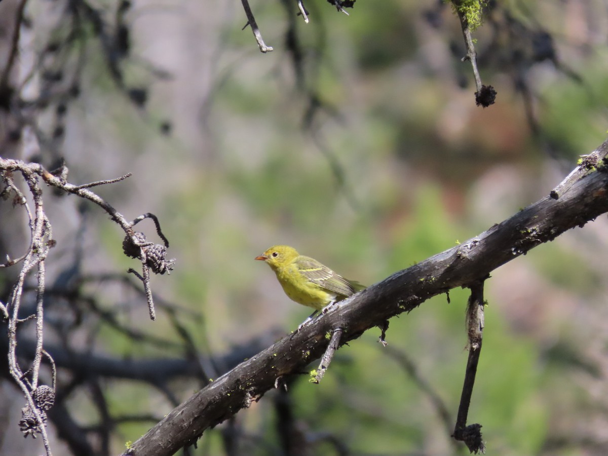 Western Tanager - ML366197041