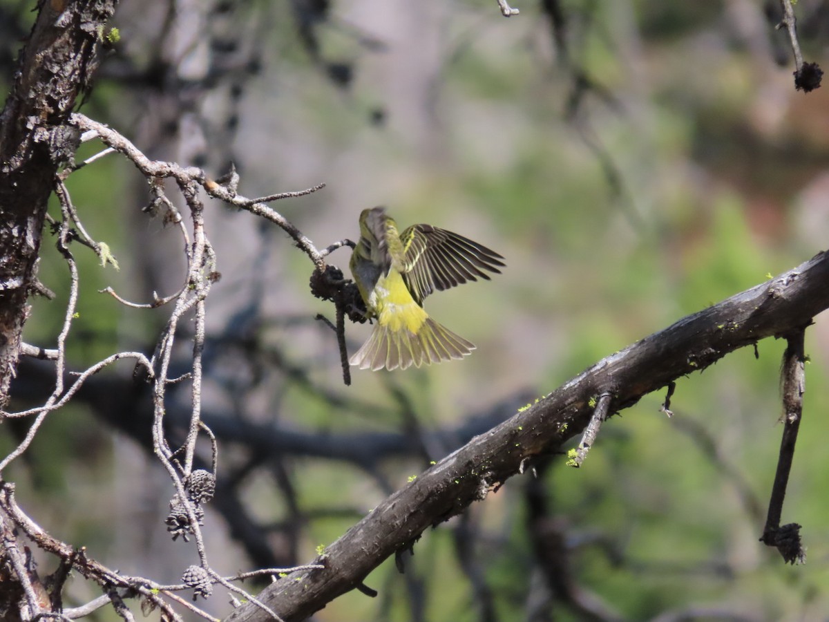 Western Tanager - ML366197051