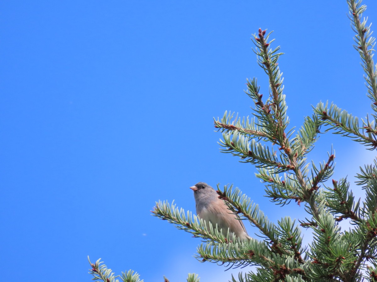 Junco ardoisé - ML366197111