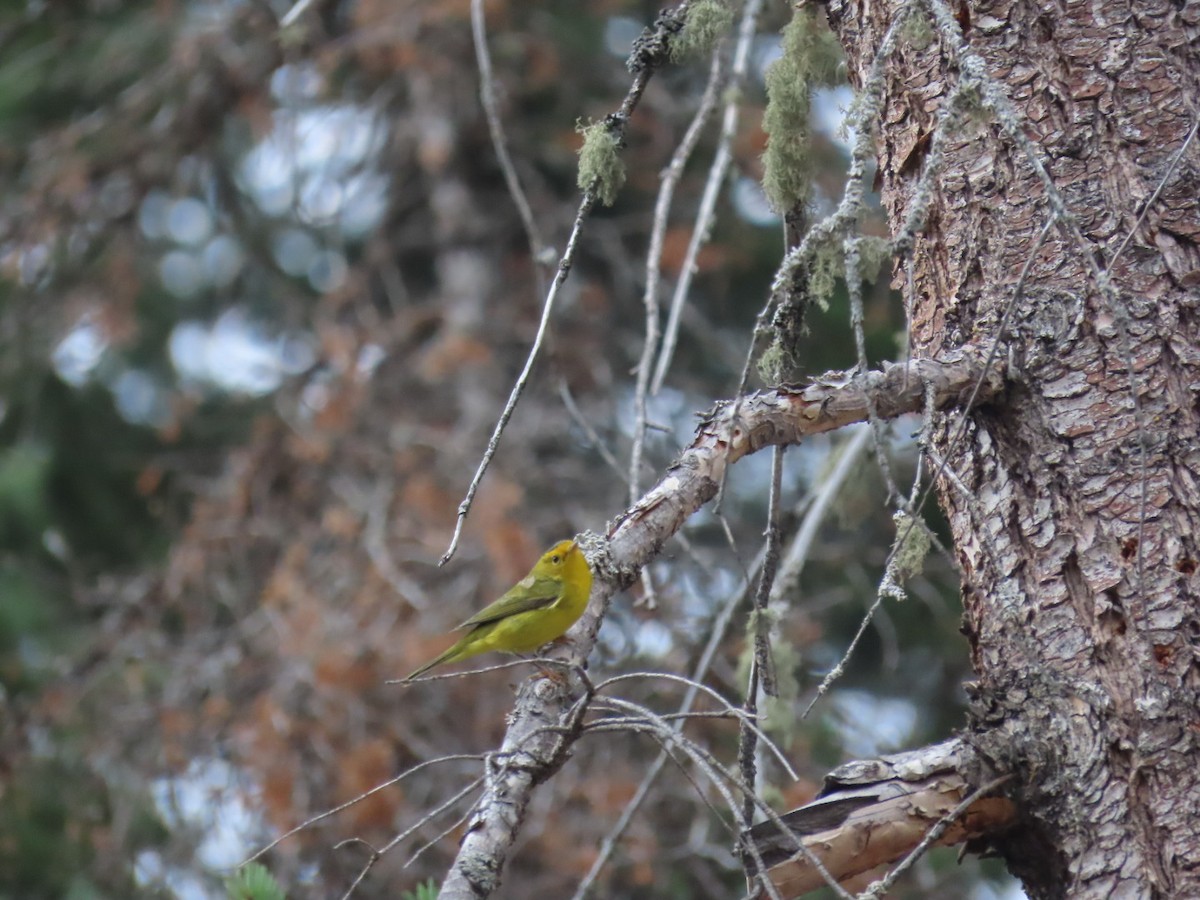 Wilson's Warbler - ML366197271