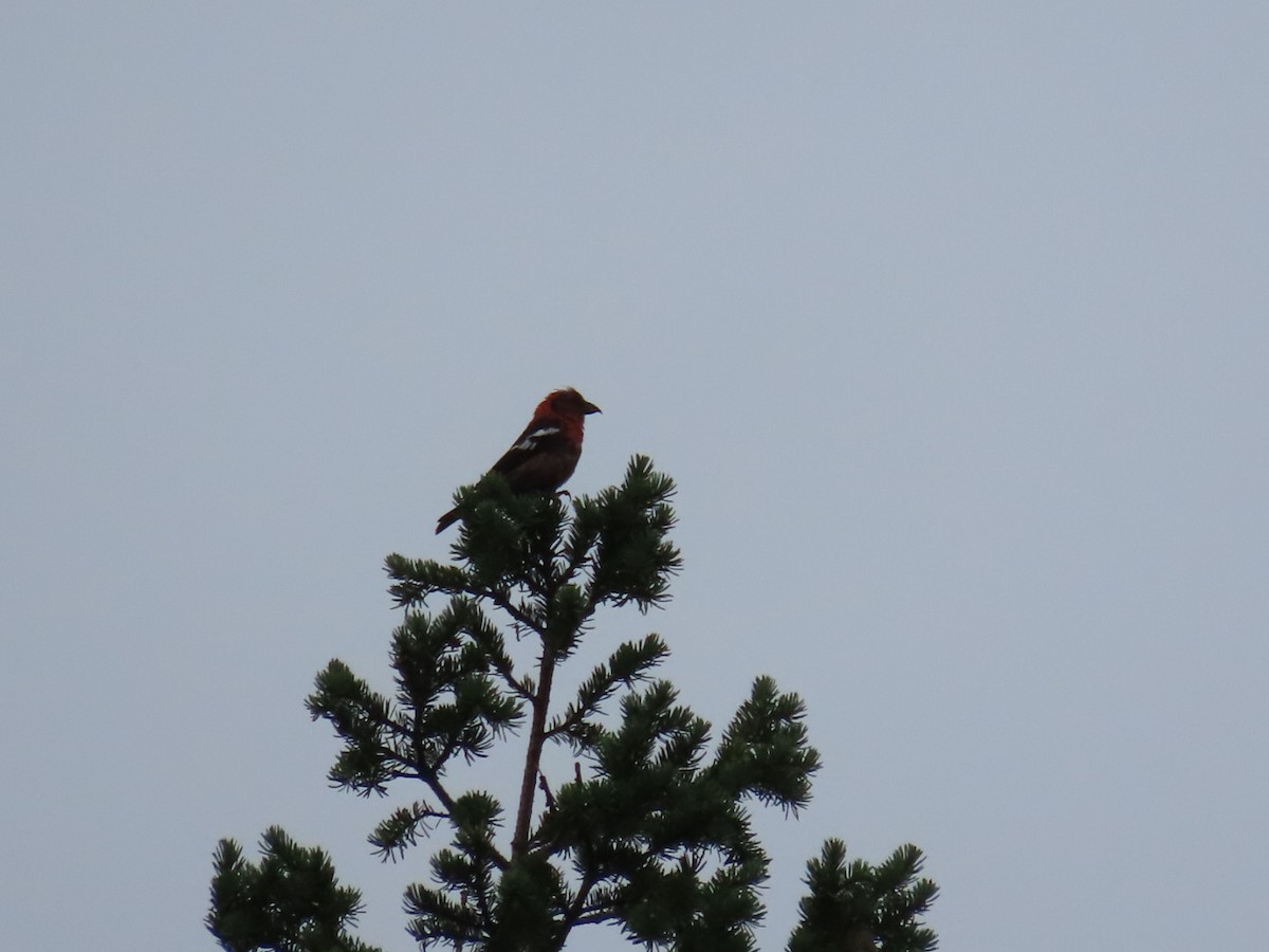 White-winged Crossbill - Abra Welch