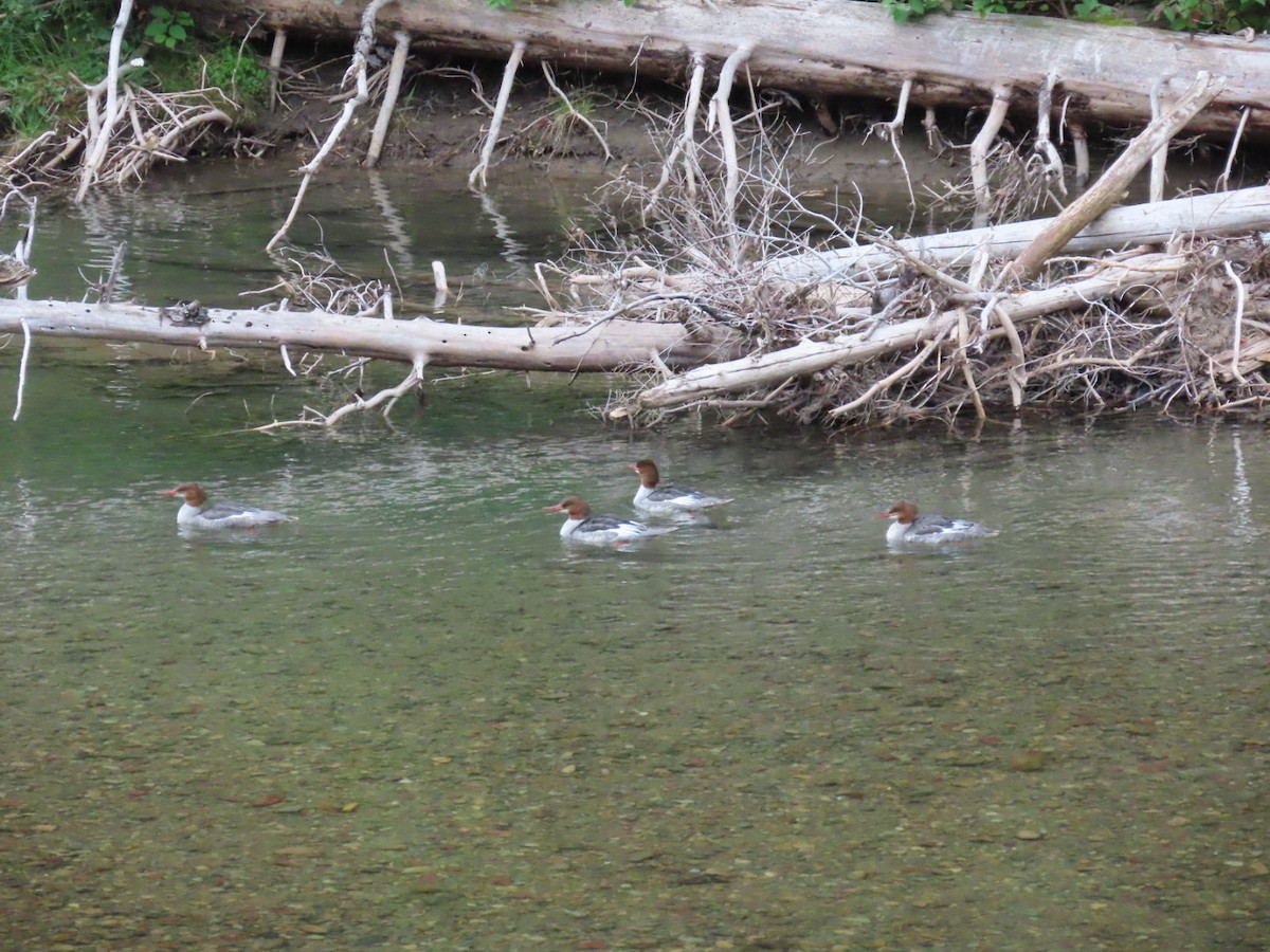 Common Merganser - ML366197331