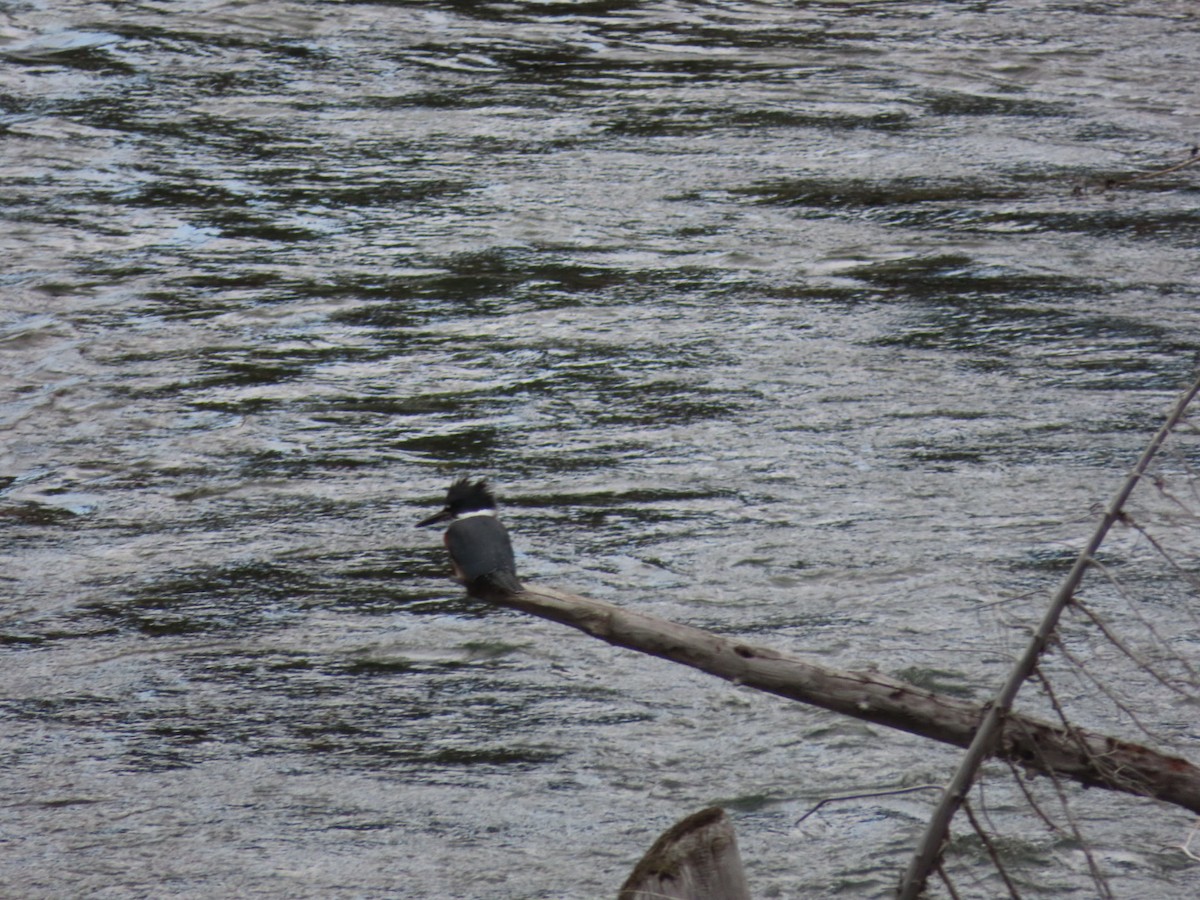 Belted Kingfisher - ML366197471