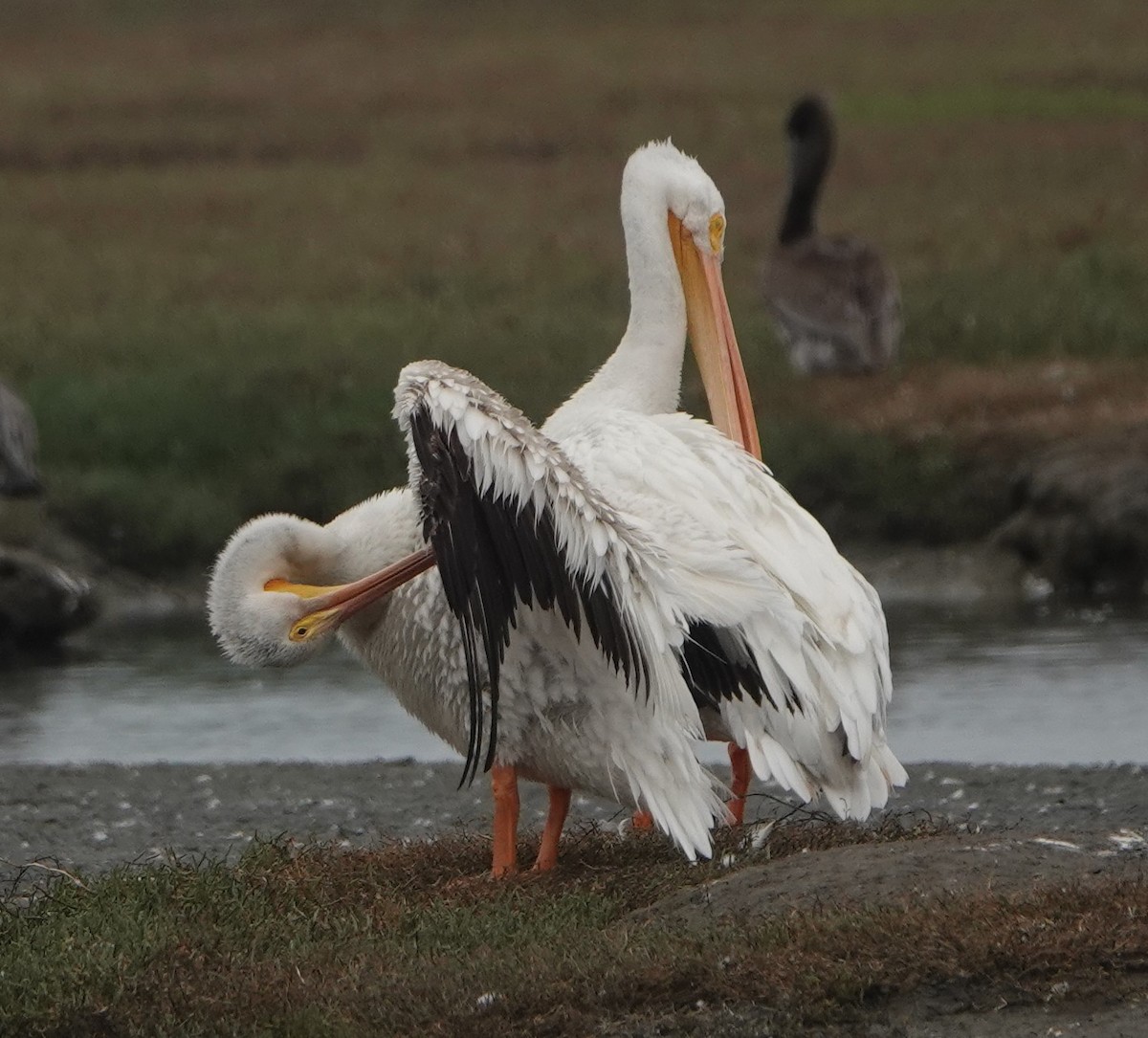 pelikán severoamerický - ML366198171