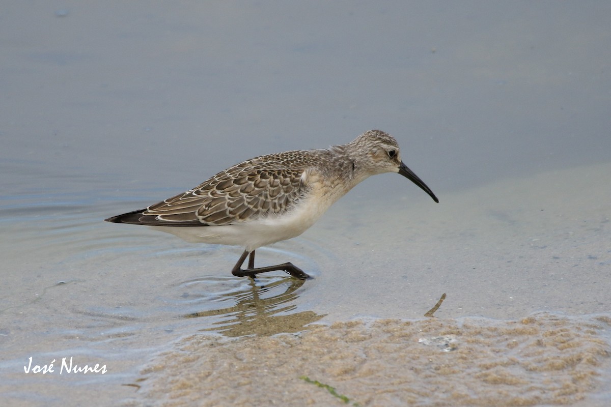 Curlew Sandpiper - ML366198601