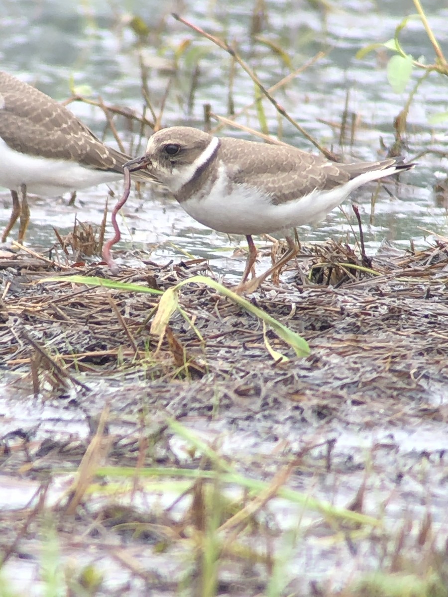 Semipalmated Plover - ML366198691