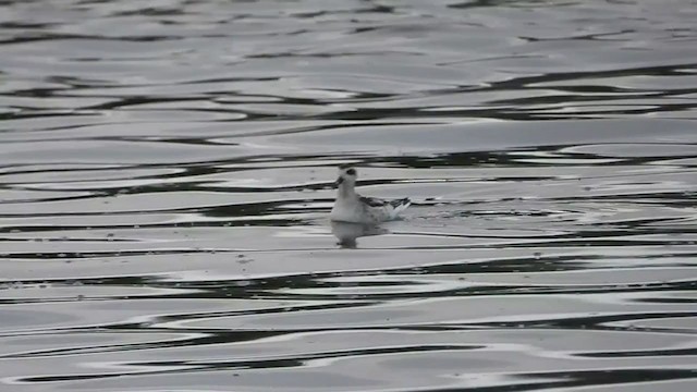 Red-necked Phalarope - ML366198881