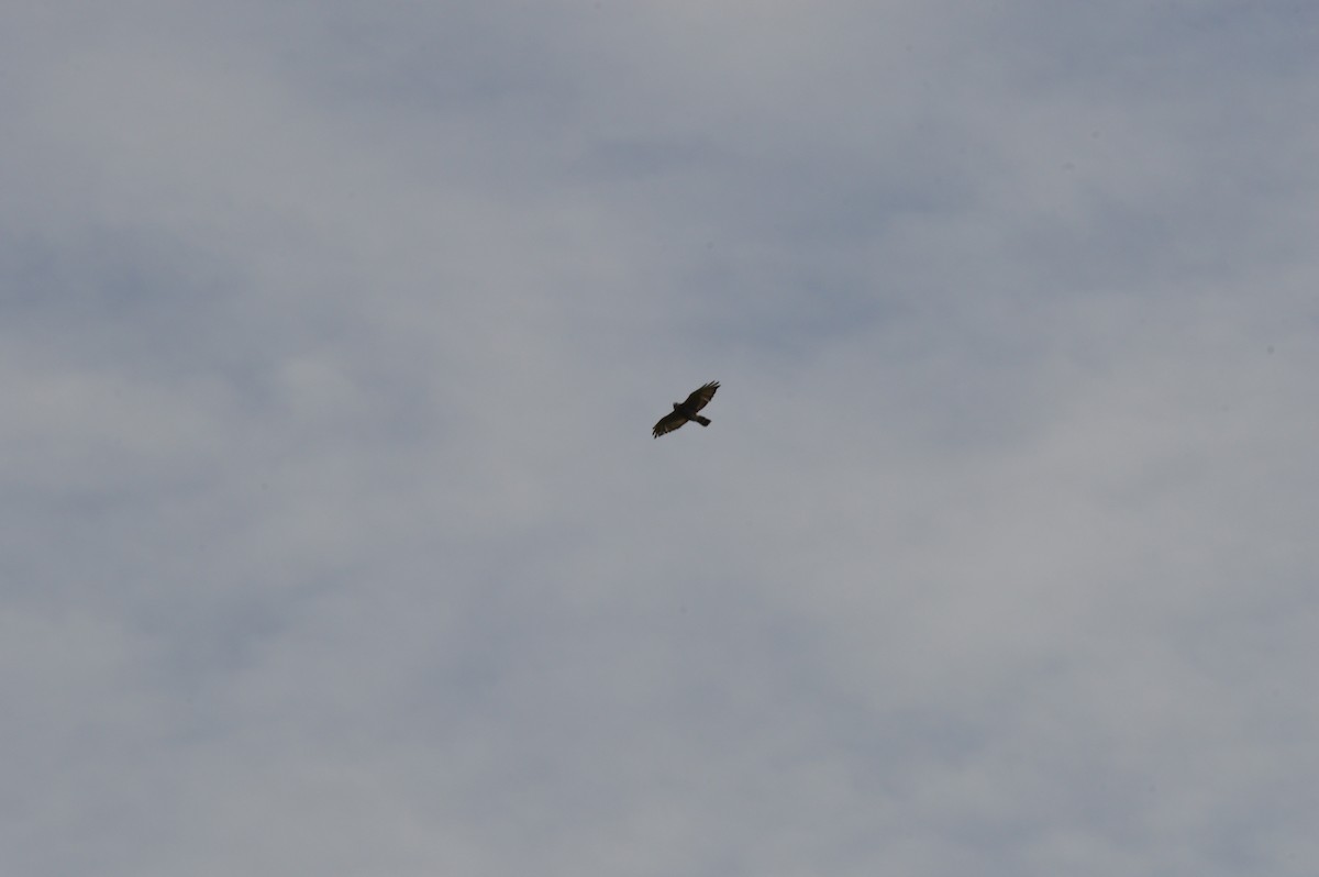 Broad-winged Hawk - ML366198981