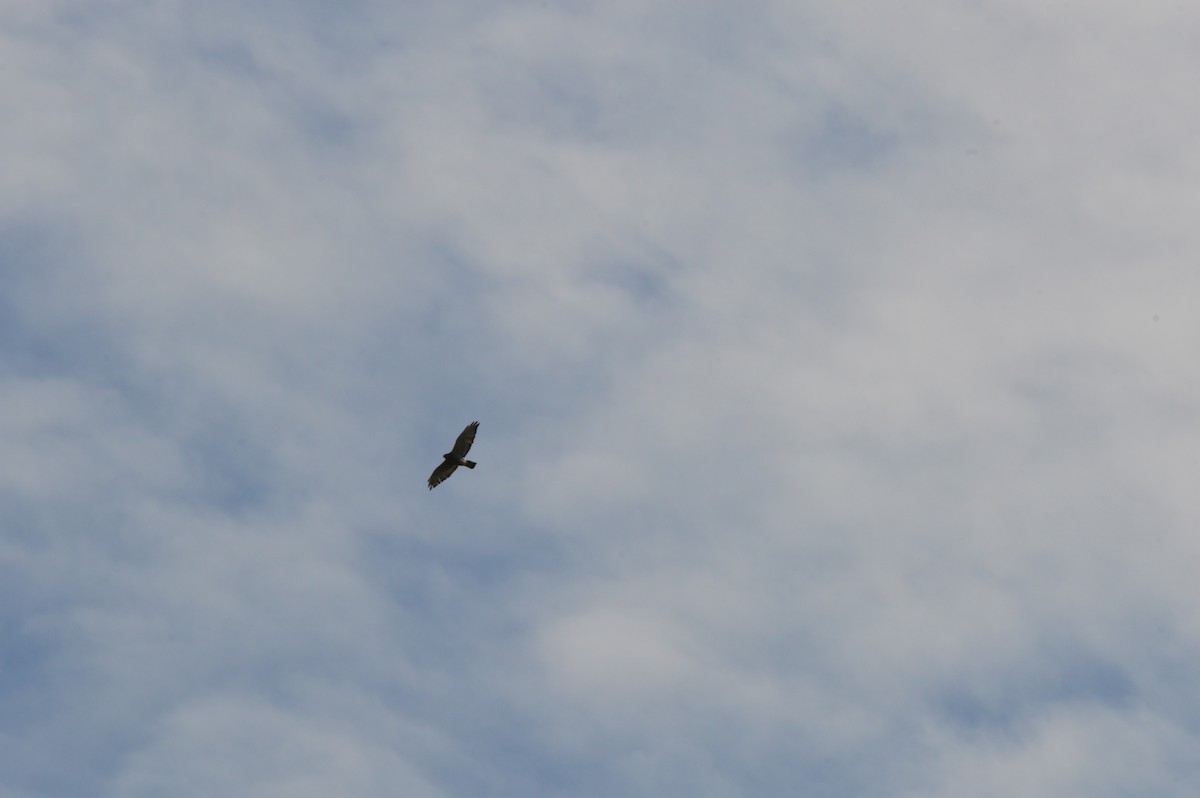 Broad-winged Hawk - ML366199041