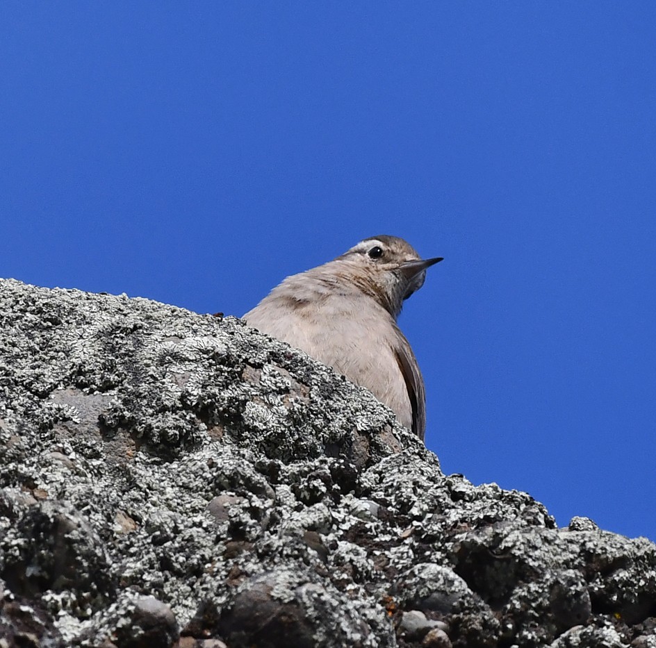 Rufous-banded Miner - Ricardo  Matus