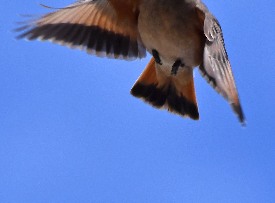 Rufous-banded Miner - ML366200291