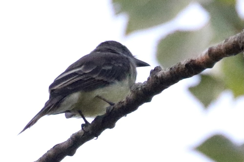 Great Crested Flycatcher - Jim Smallwood