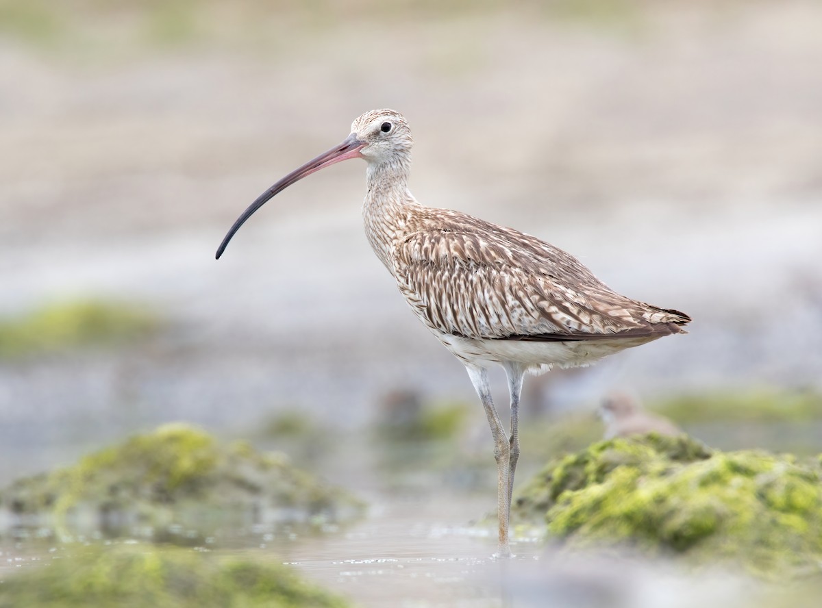 Eurasian Curlew - Dave Bakewell