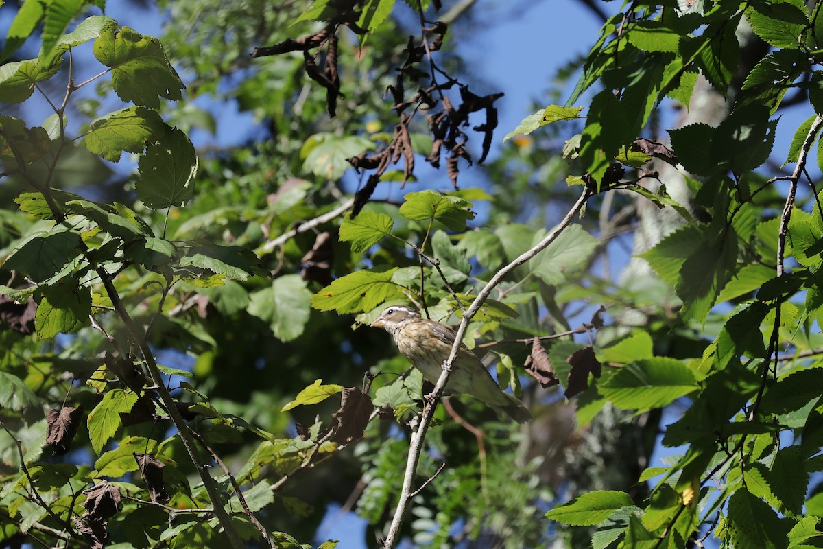 Rose-breasted Grosbeak - ML366204341