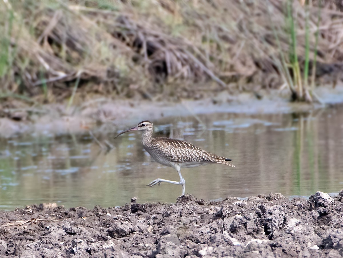 Eurasian Whimbrel - ML366204941