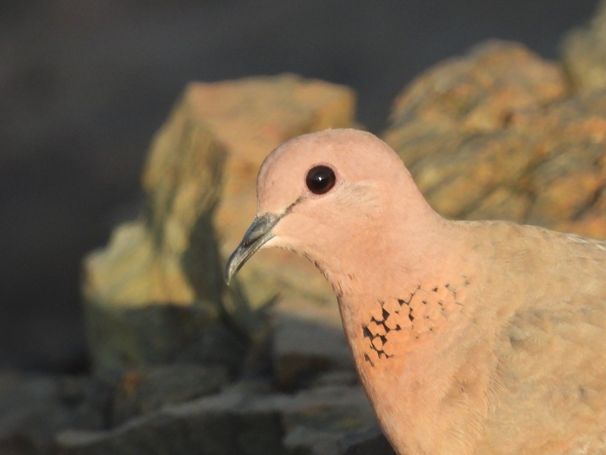 Laughing Dove - ML366205031