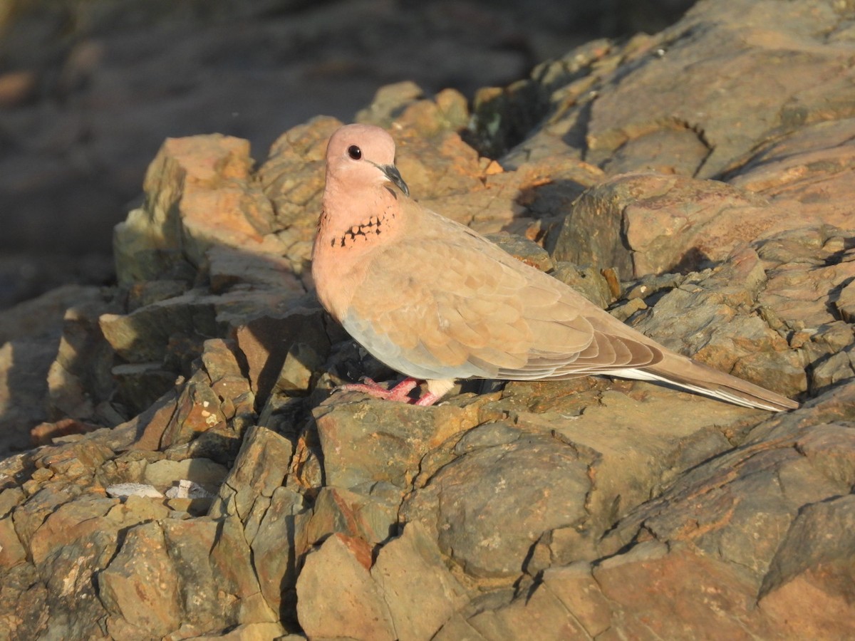 Laughing Dove - ML366205041