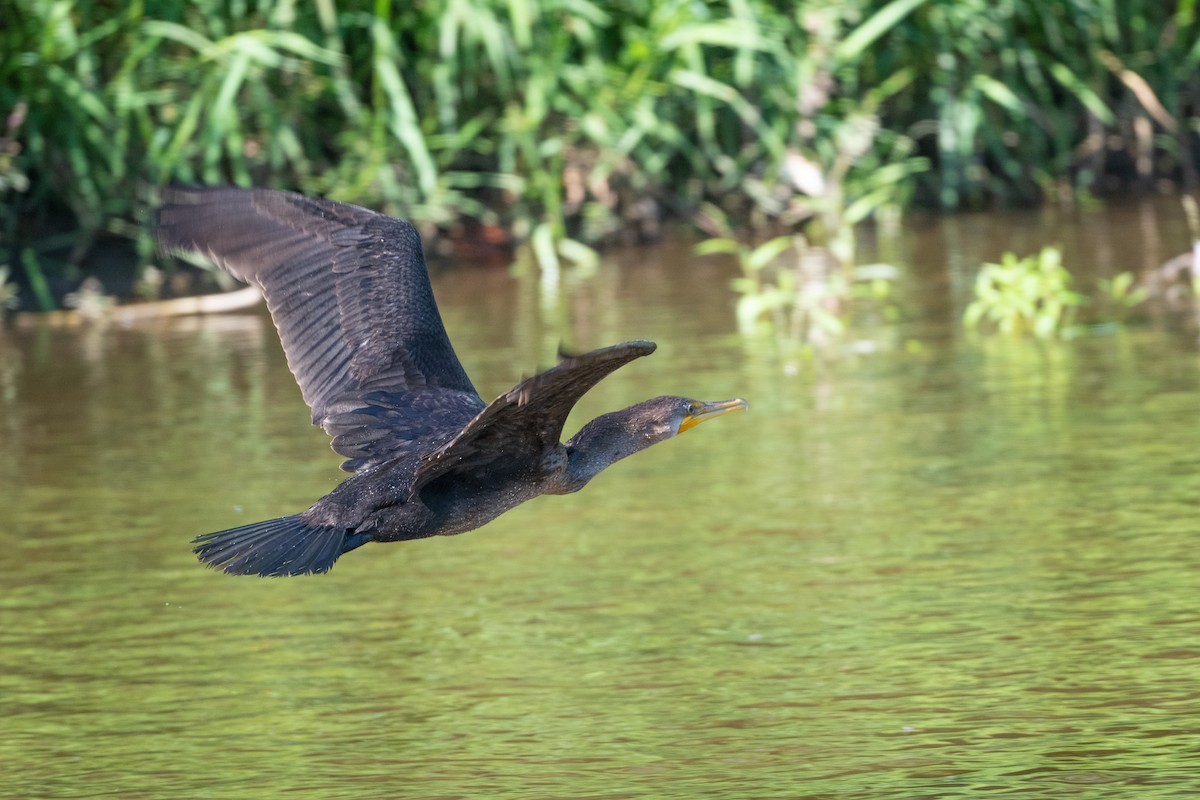 Double-crested Cormorant - ML366205641
