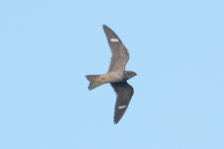 Common Nighthawk - ML366205731